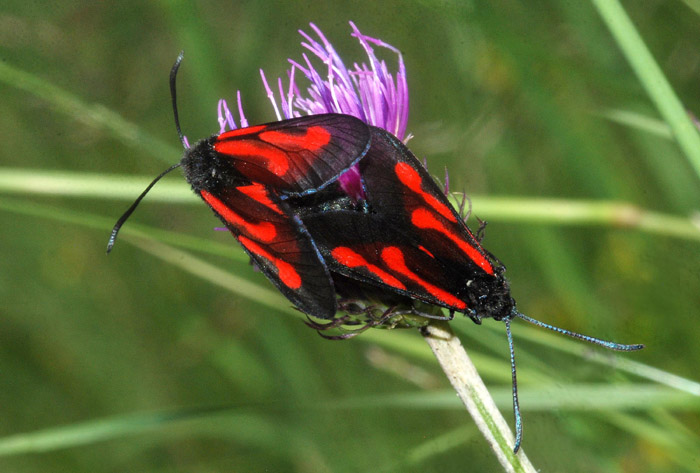 Zygaena da conf.